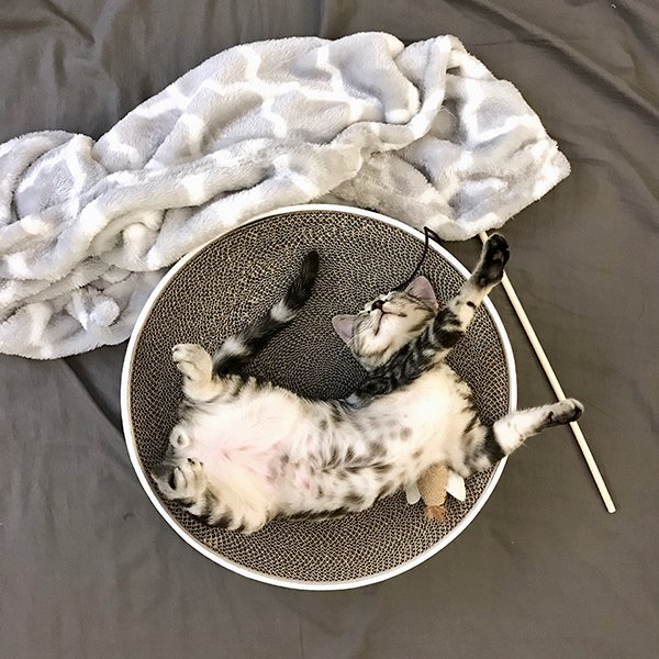 pet bed